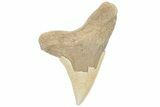 Cretaceous Ginsu Shark (Cretoxyrhina) Tooth - Kansas #211747-1